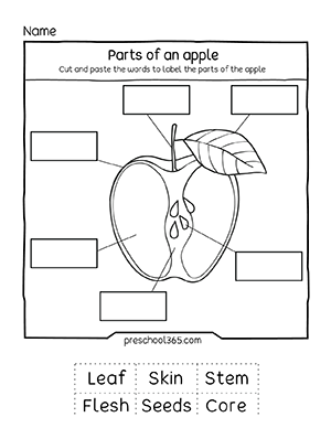 Parts of the apple activity sheets for 5 years olds in homeschool
