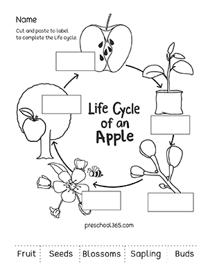 Apple Life Cycle Activity sheet for kindergarten