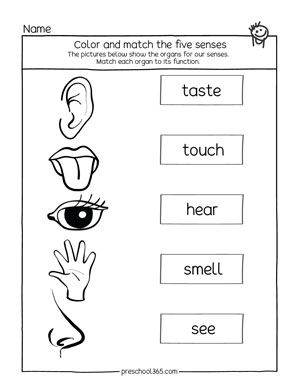 My Five Senses Kindergarten Activity Printables | Preschool365