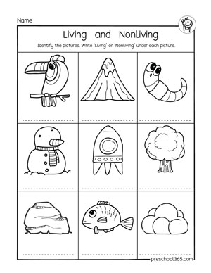 Kindergarten and first-grade animal science activity sheets