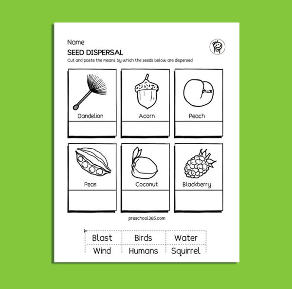 Seed dispersal free science activity sheets for first graders