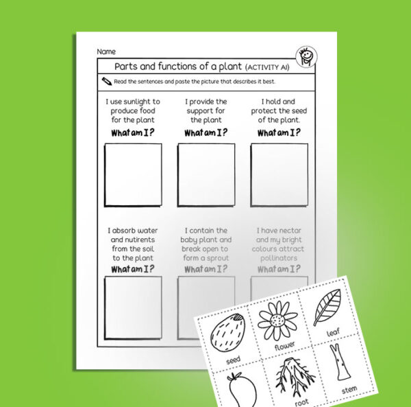 Parts of a plant science activity packet for kindergarten