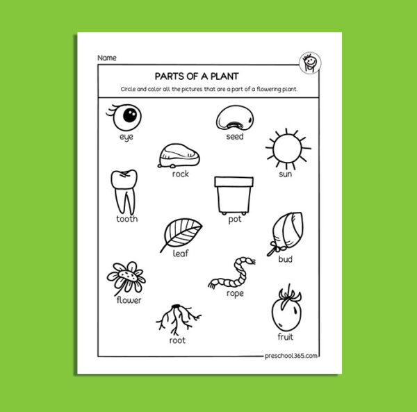Parts of a green plant childrens science activity