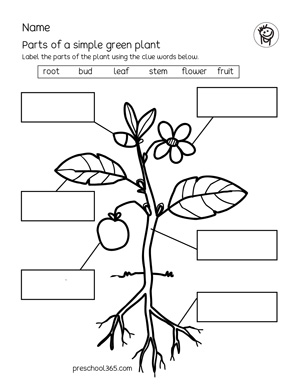 Free activity sheet on Parts of the plant for kindergarten