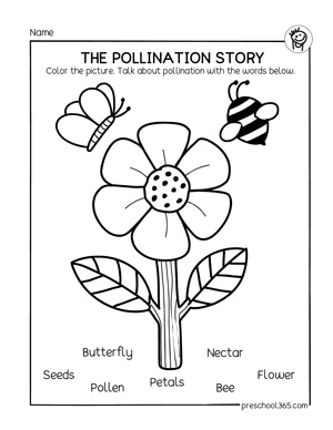 What is pollination for first grade activity sheet