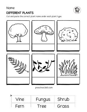 Types of tree for first grade and kindergartens