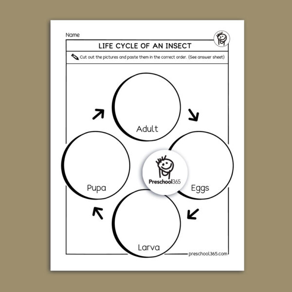 Insect Life Cycles for kids