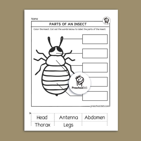 Parts of an insect science sheet for children