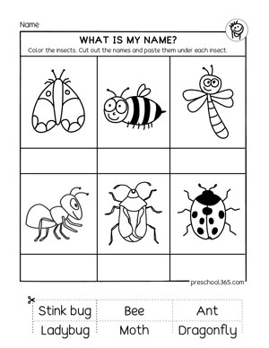 Insect names activity