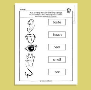 My Five Super Senses Activity Pack (18 activities)