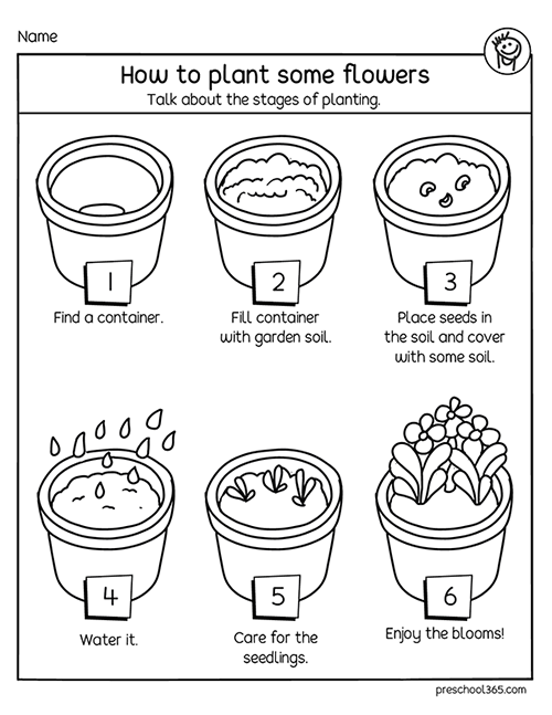 Kindergarten How to grow a flower stages