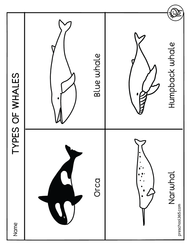 Fun preschool types of whales activity sheet